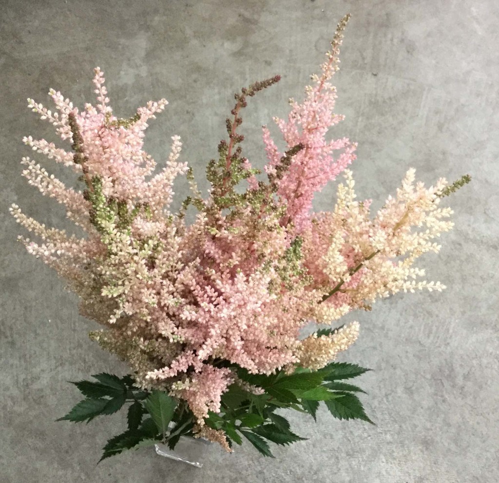 Astilbe - Pink - Aerial - Photo Credit Allison Linder