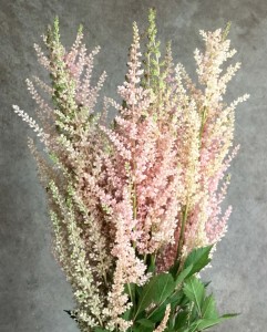 Astilbe - Pink - Photo Credit Allison Linder