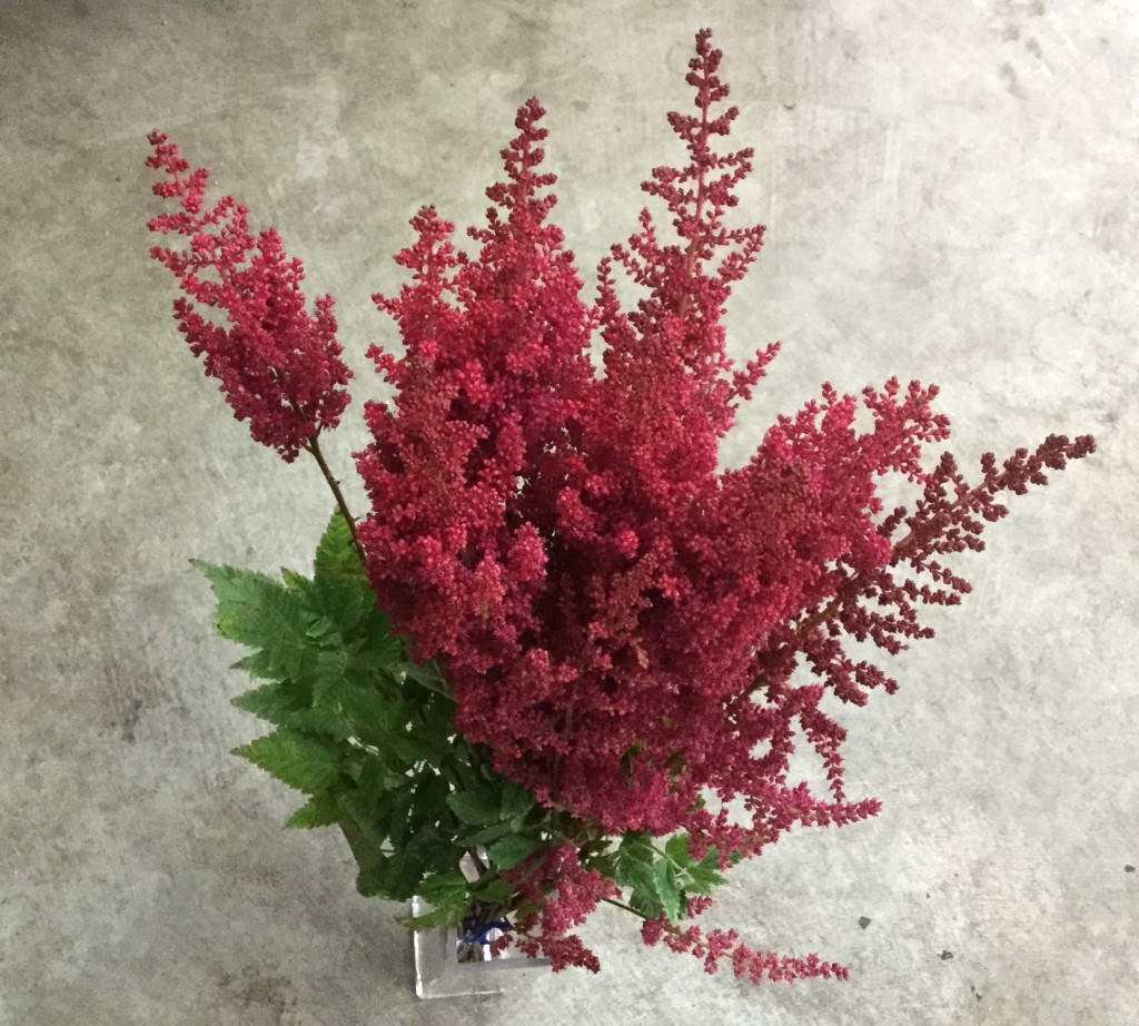Astilbe - Red - Aerial - Photo Credit Allison Linder