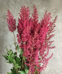 Astilbe - Red - Photo Credit Allison Linder