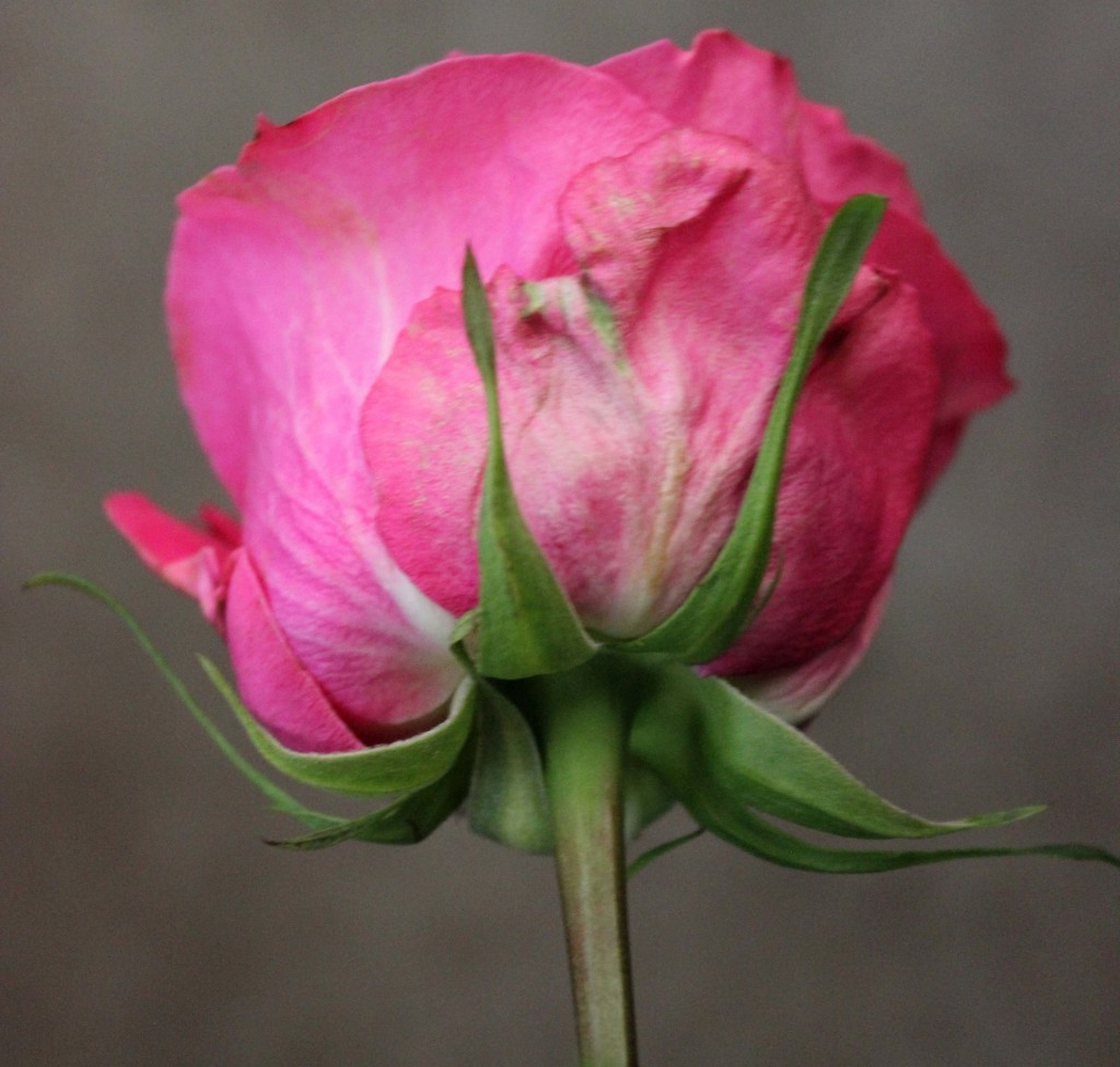 Beauty By Oger - Detail - Photo Credit Allison Linder