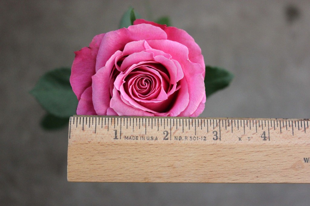 Beauty By Oger - Measured - Photo Credit Allison Linder
