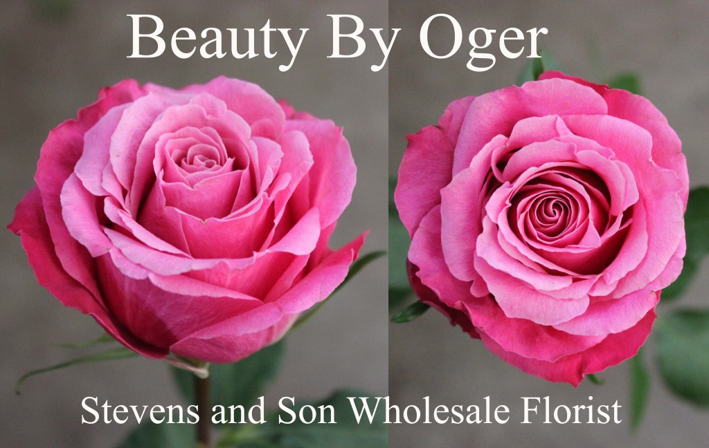Beauty By Oger - Photo Credit Allison Linder
