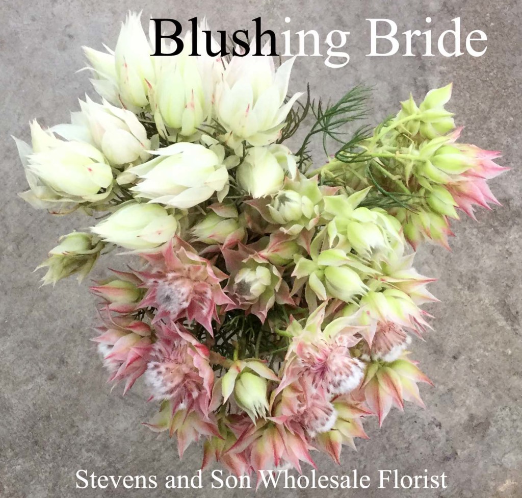 Fresh Flowers | Stevens and Son Wholesale Florist
