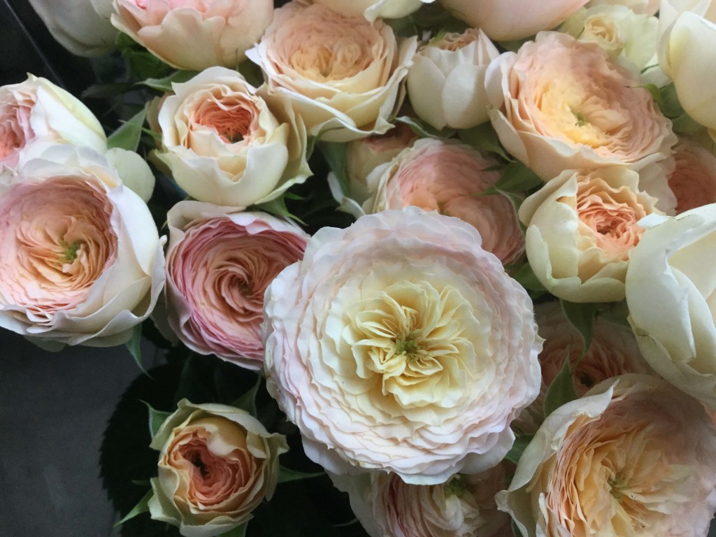 Blushing Parasol - Detail 2 - Photo Credit Allison Linder