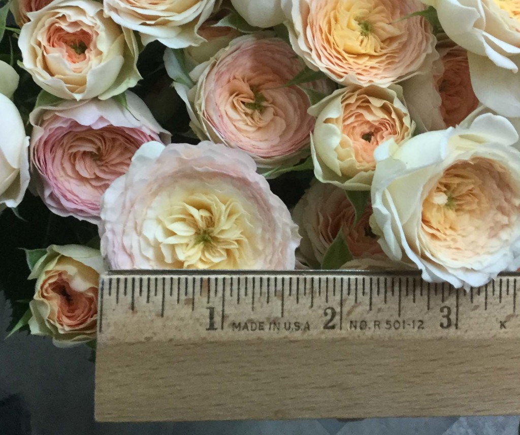 Blushing Parasol - Measured - Photo Credit Allison Linder