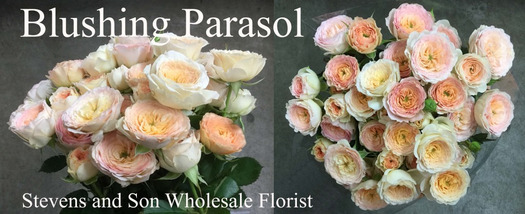 Blushing Parasol - Photo Credit Allison Linder