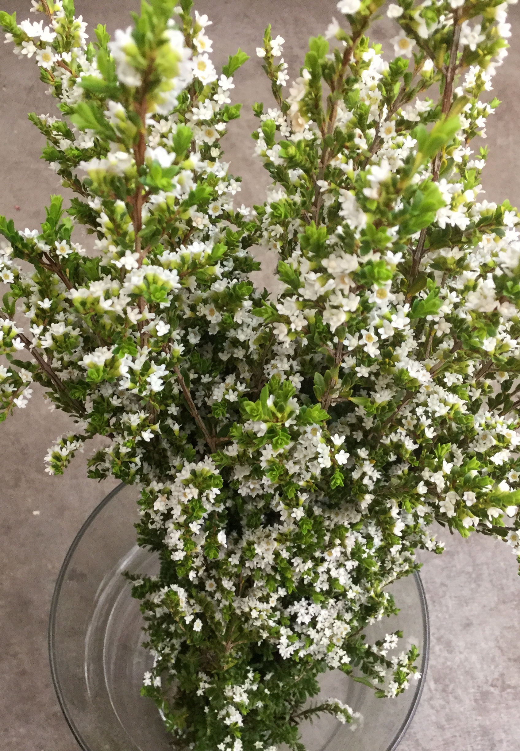 Calycina Stevens and Son Wholesale Florist