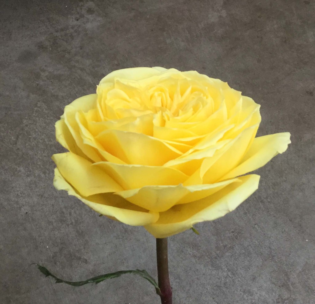 Catalina Stevens and Son Wholesale Florist