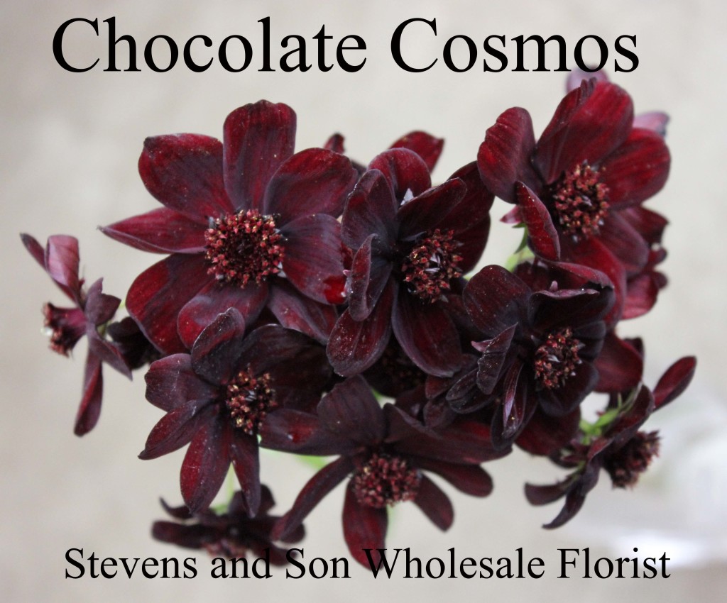 Chocolate Cosmos - Photo Credit Allison Linder