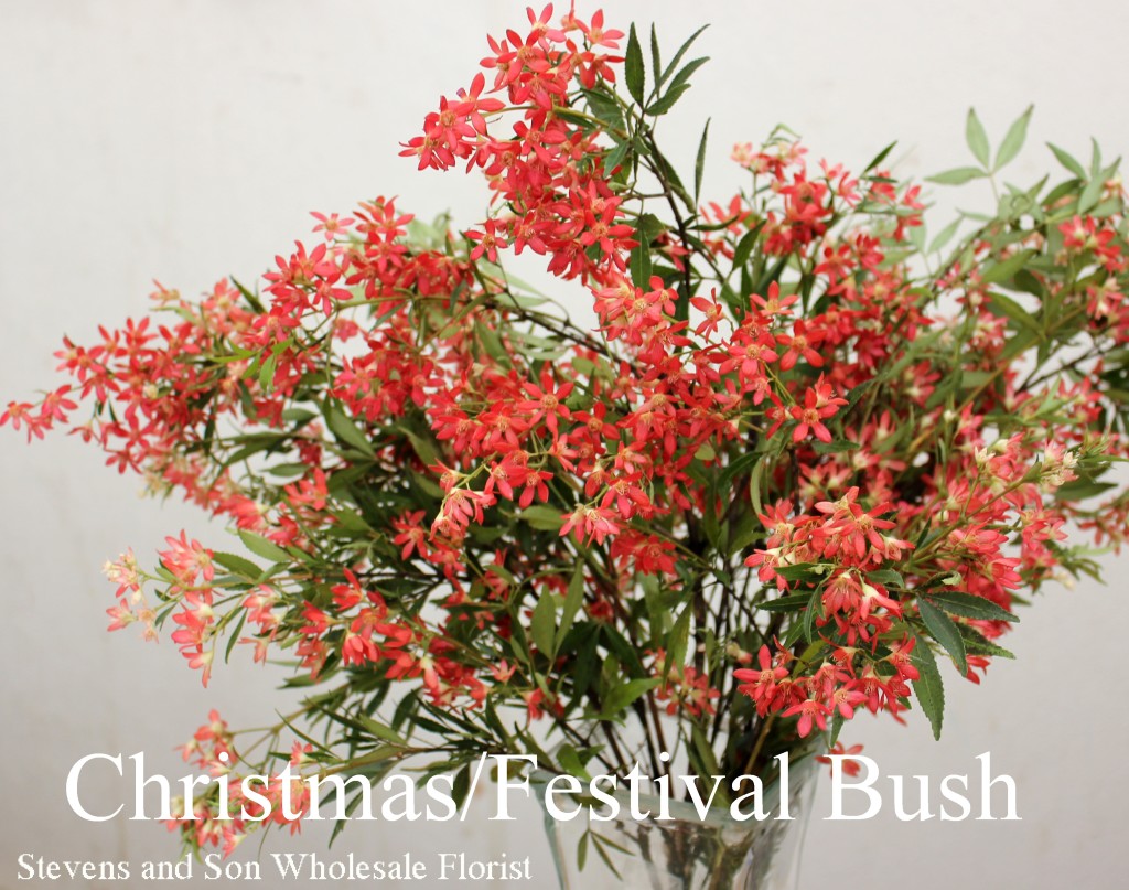 Christmas/Festival Bush