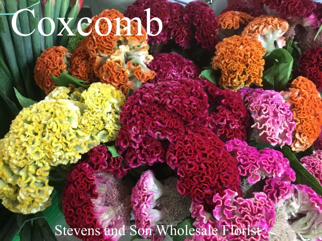 Coxcomb - Photo Credit Allison Linder