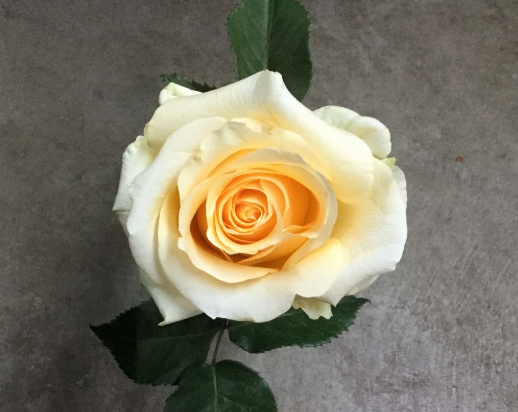 Creme de la Creme - Aerial - Photo Credit Allison Linder