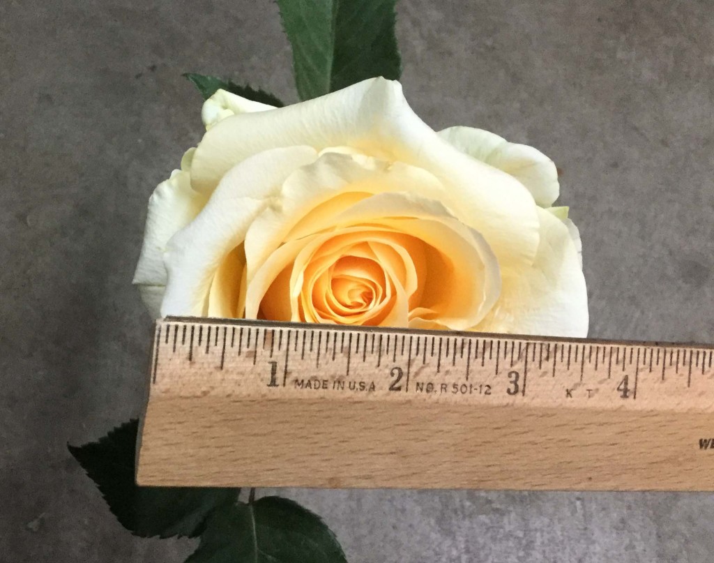 Creme de la Creme - Measured - Photo Credit Allison Linder
