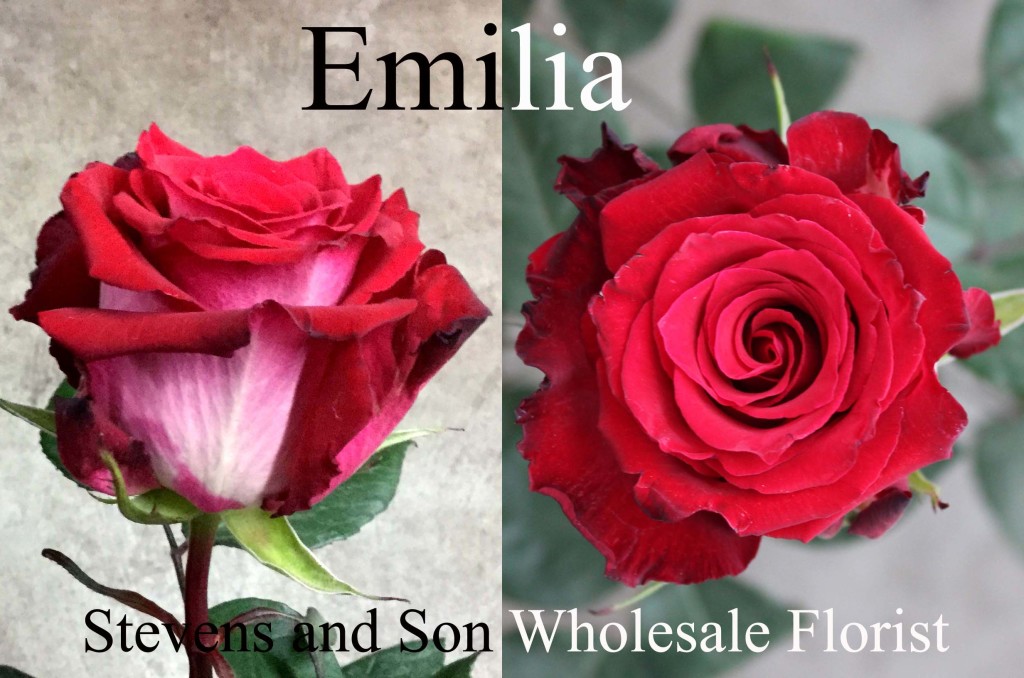 Emilia - Photo Credit Allison Linder