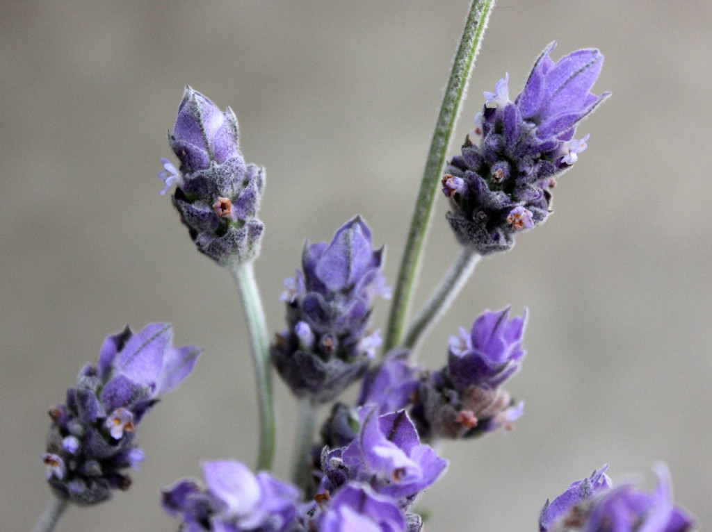 French Lavender - Detail - Photo Credit Allison Linder