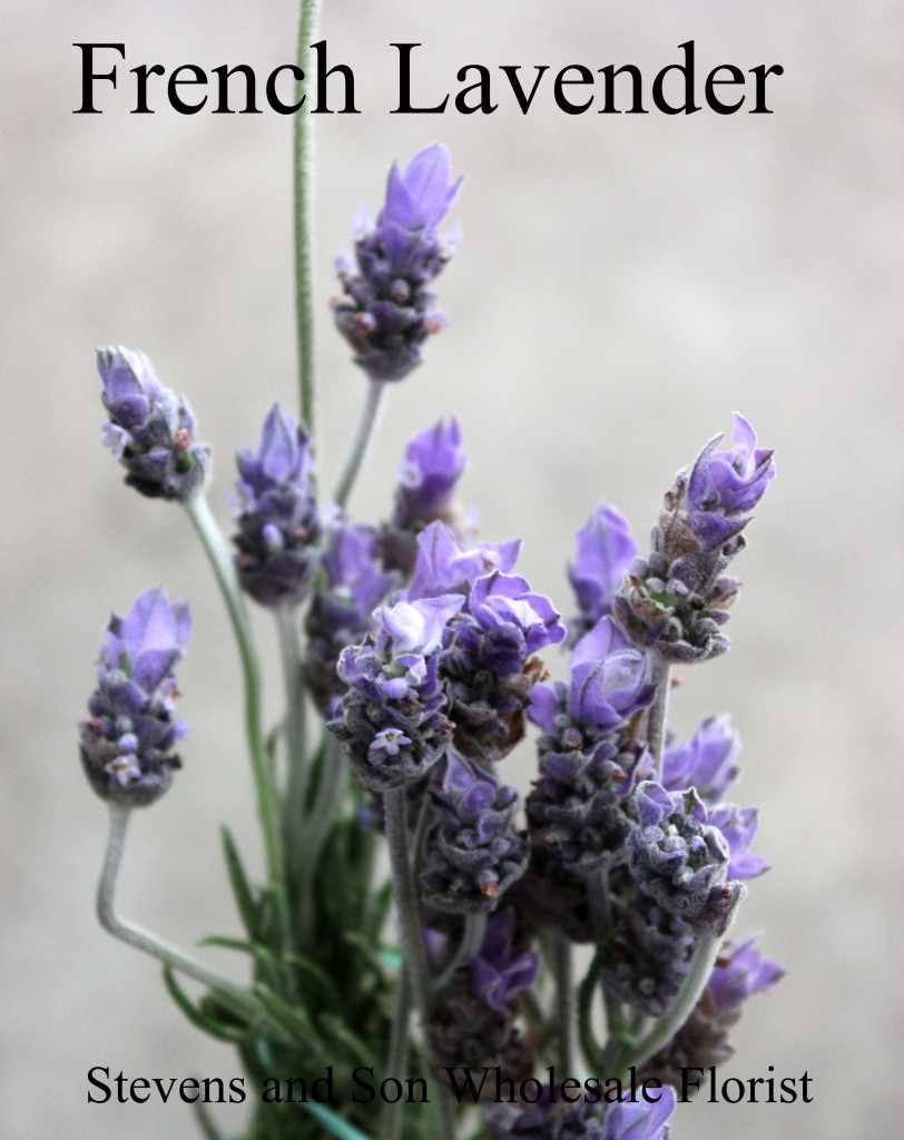 French Lavender - Photo Credit Allison Linder