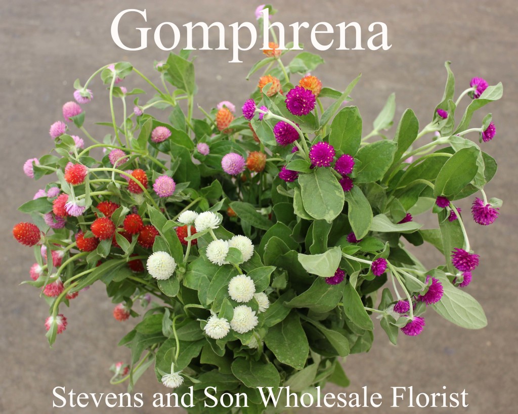 Gomhrena - Photo Credit Allison Linder