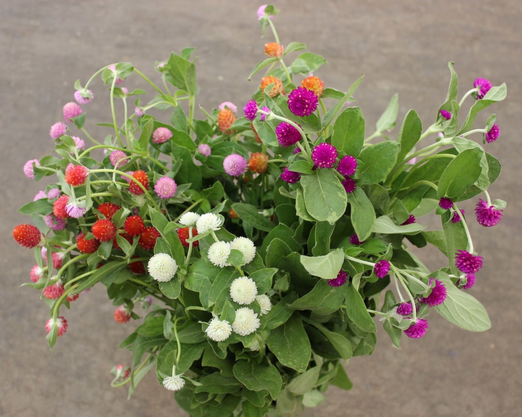 Gomphrena - Group - Photo Credit Allison Linder
