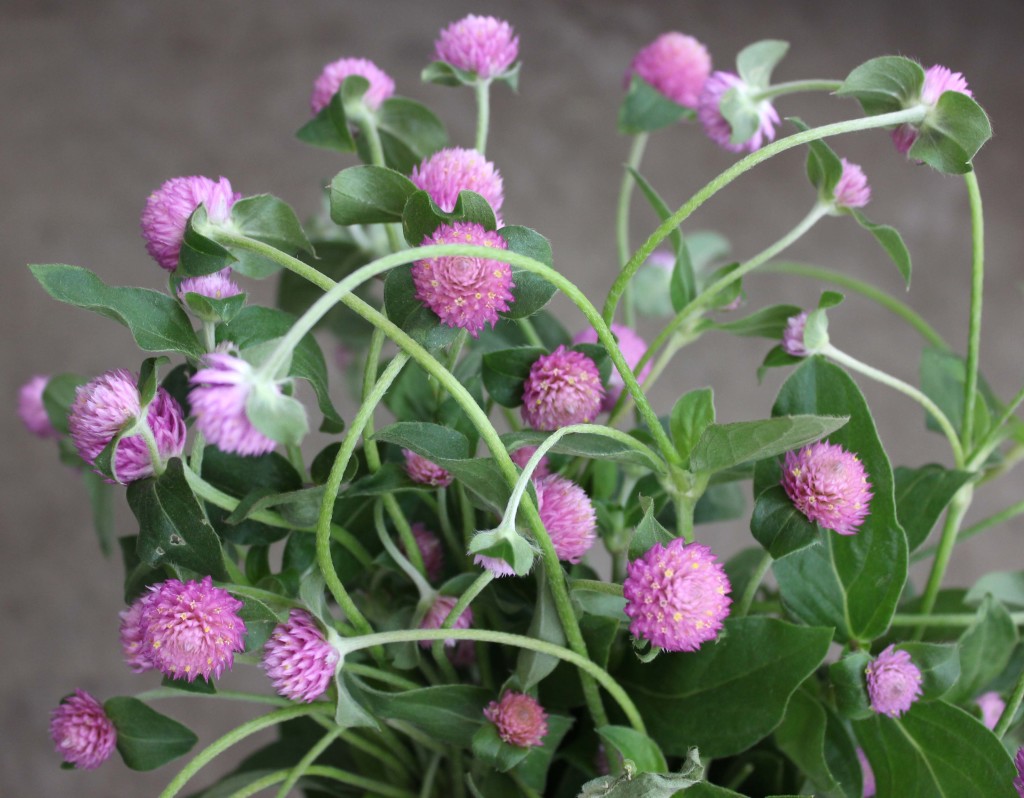 Gomphrena - Lavender - Photo Credit Allison Linder