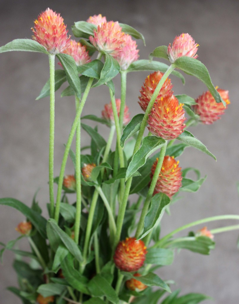 Gomphrena - Orange - Photo Credit Allison Linder