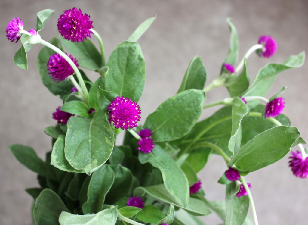 Gomphrena - Purple - Photo Credit Allison Linder
