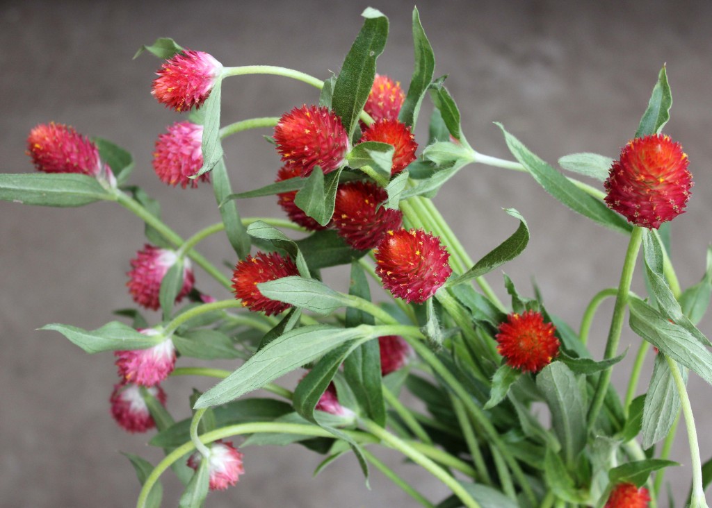 Gomphrena - Red - Photo Credit Allison Linder