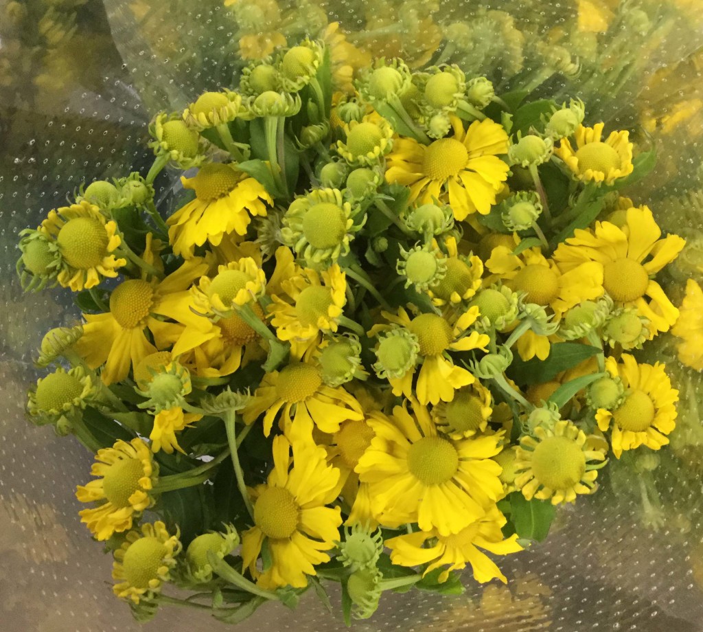 Helenium - Aerial - Photo Credit Allison Linder
