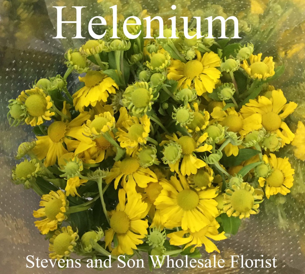 Helenium - Photo Credit Allison Linder