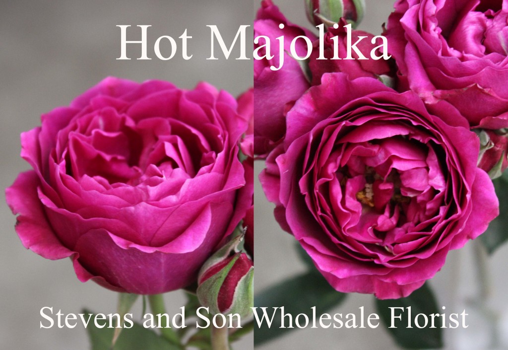 Hot Majolika - Photo Credit Allison Linder