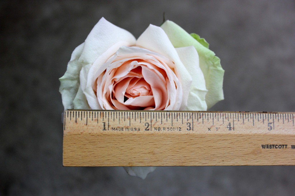 La Perla - Measured - Photo Credit Allison Linder
