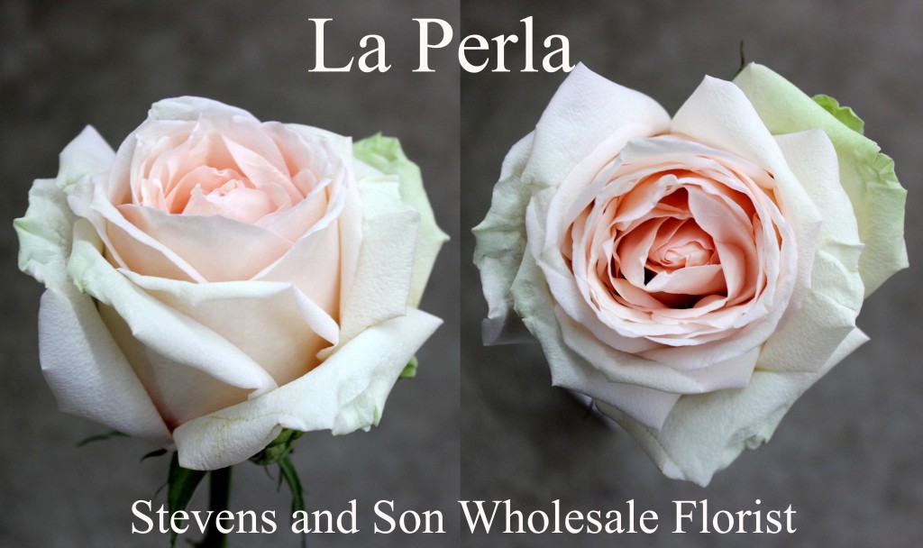 La Perla - Photo Credit Allison Linder