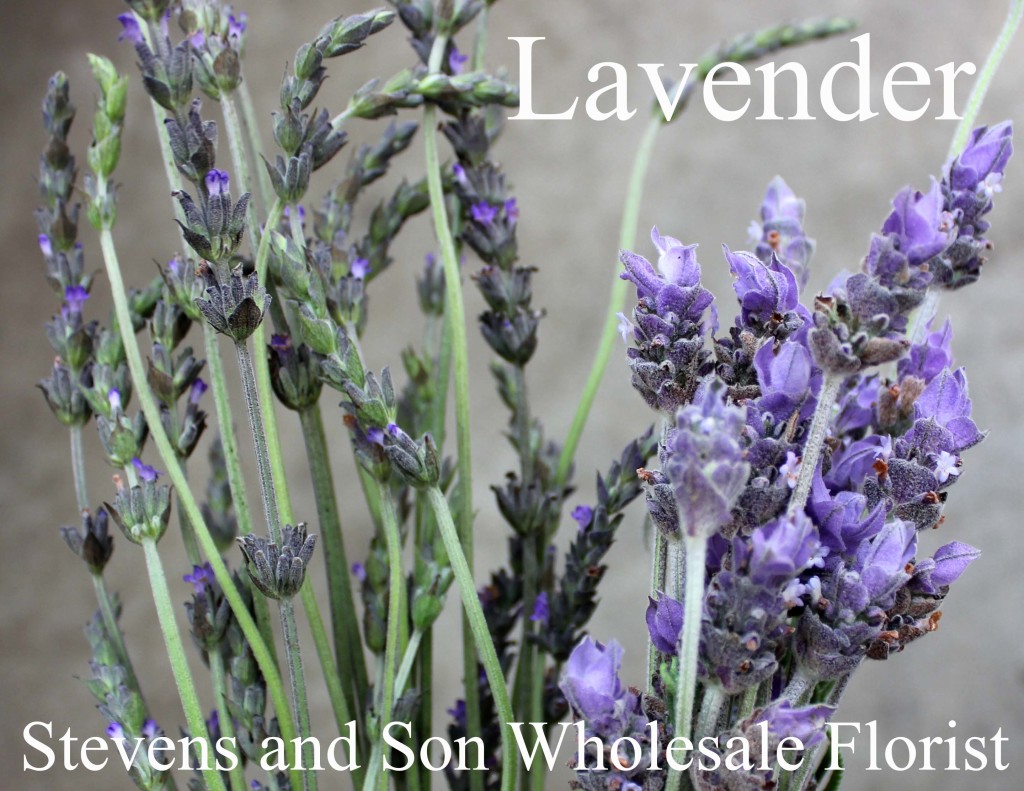 Lavender - Photo Credit Allison Linder