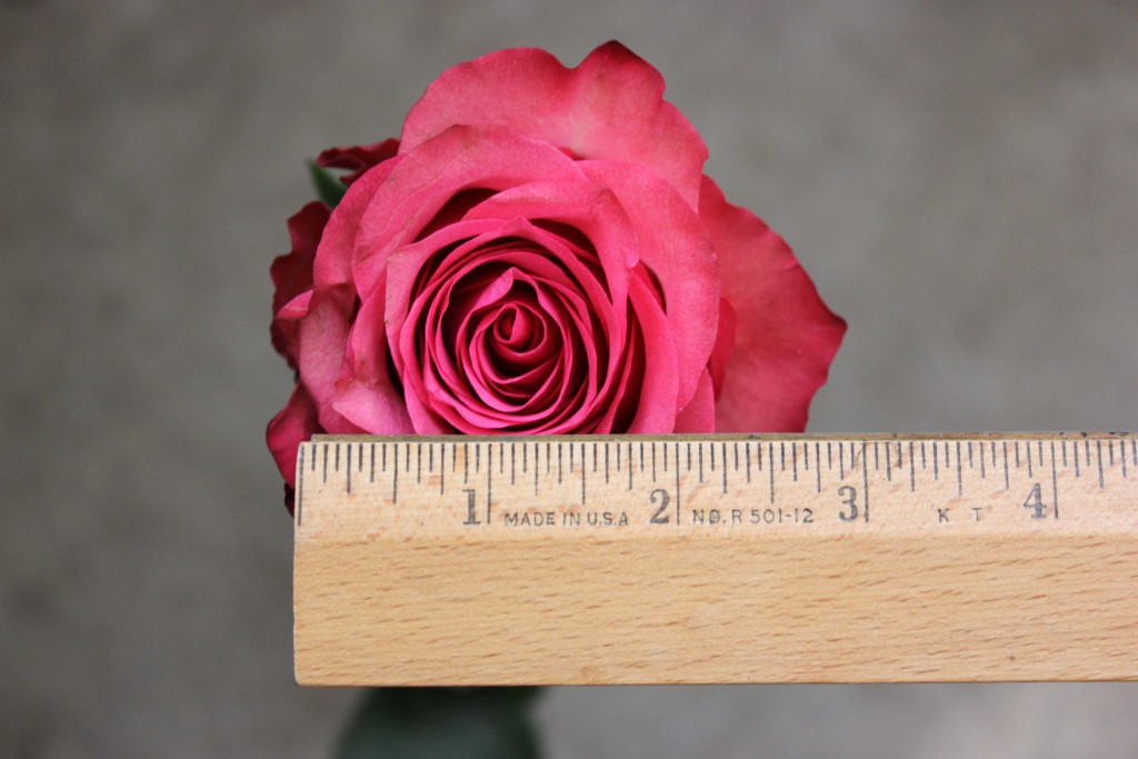 Lola - Measured - Photo Credit Allison Linder