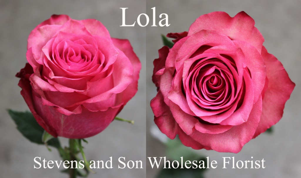 Lola - Photo Credit Allison Linder