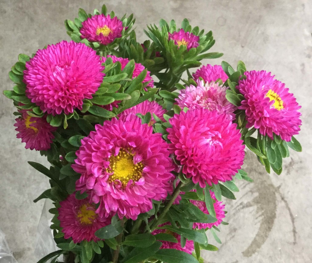 Matsumoto Aster - Hot Pink - Photo credit Allison Linder