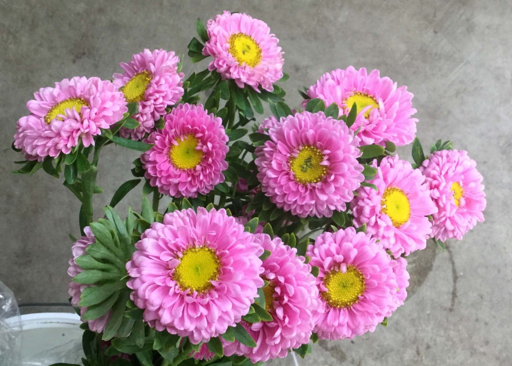 Matsumoto Asters Stevens and Son Wholesale Florist