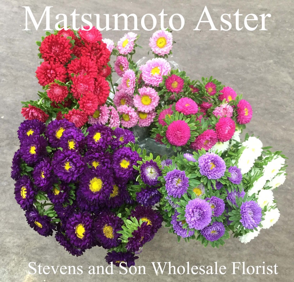 Matsumoto Aster - Photo credit Allison Linder