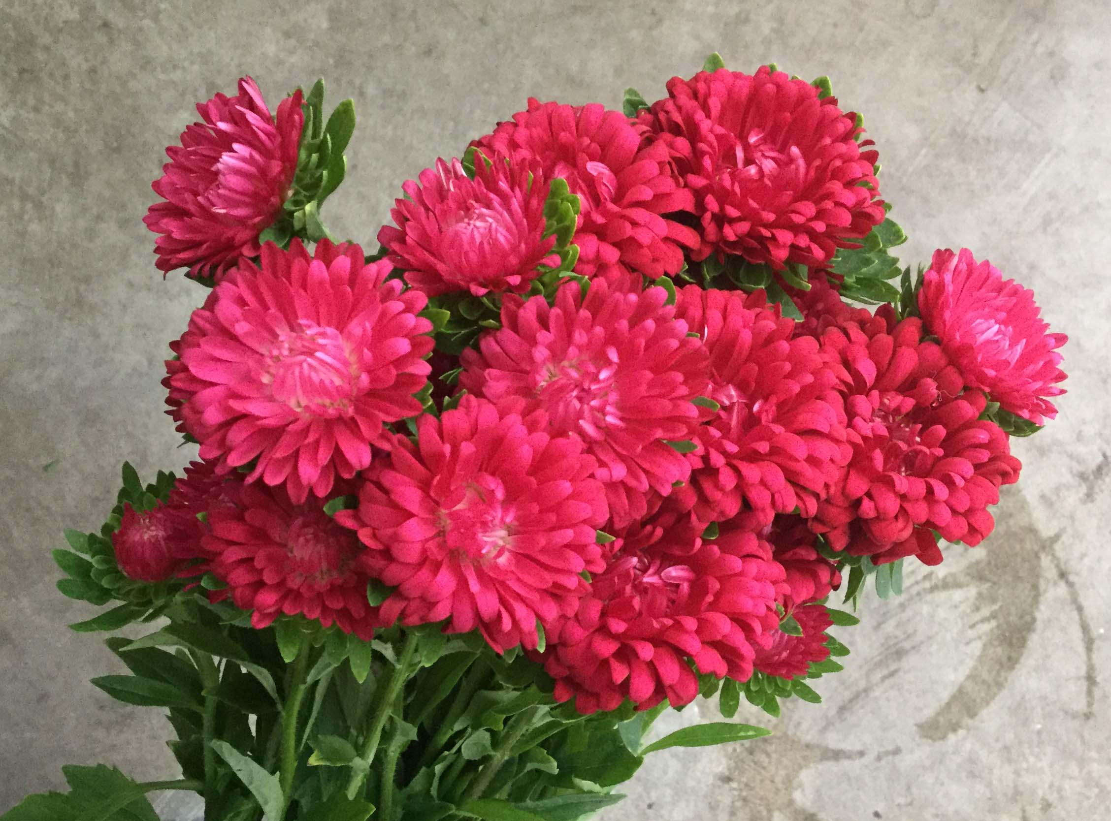 Matsumoto Asters Stevens and Son Wholesale Florist