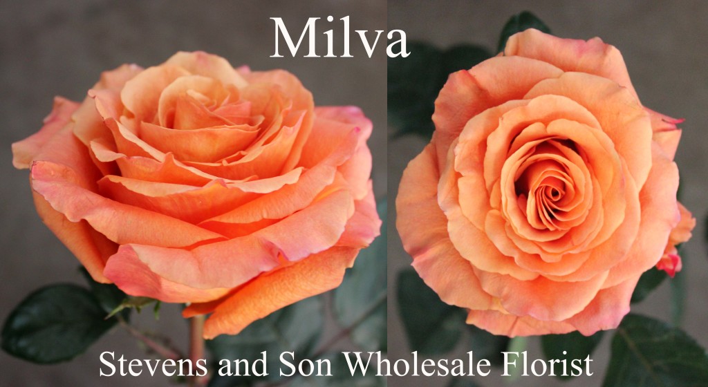 Milva - Photo Credit Allison Linder