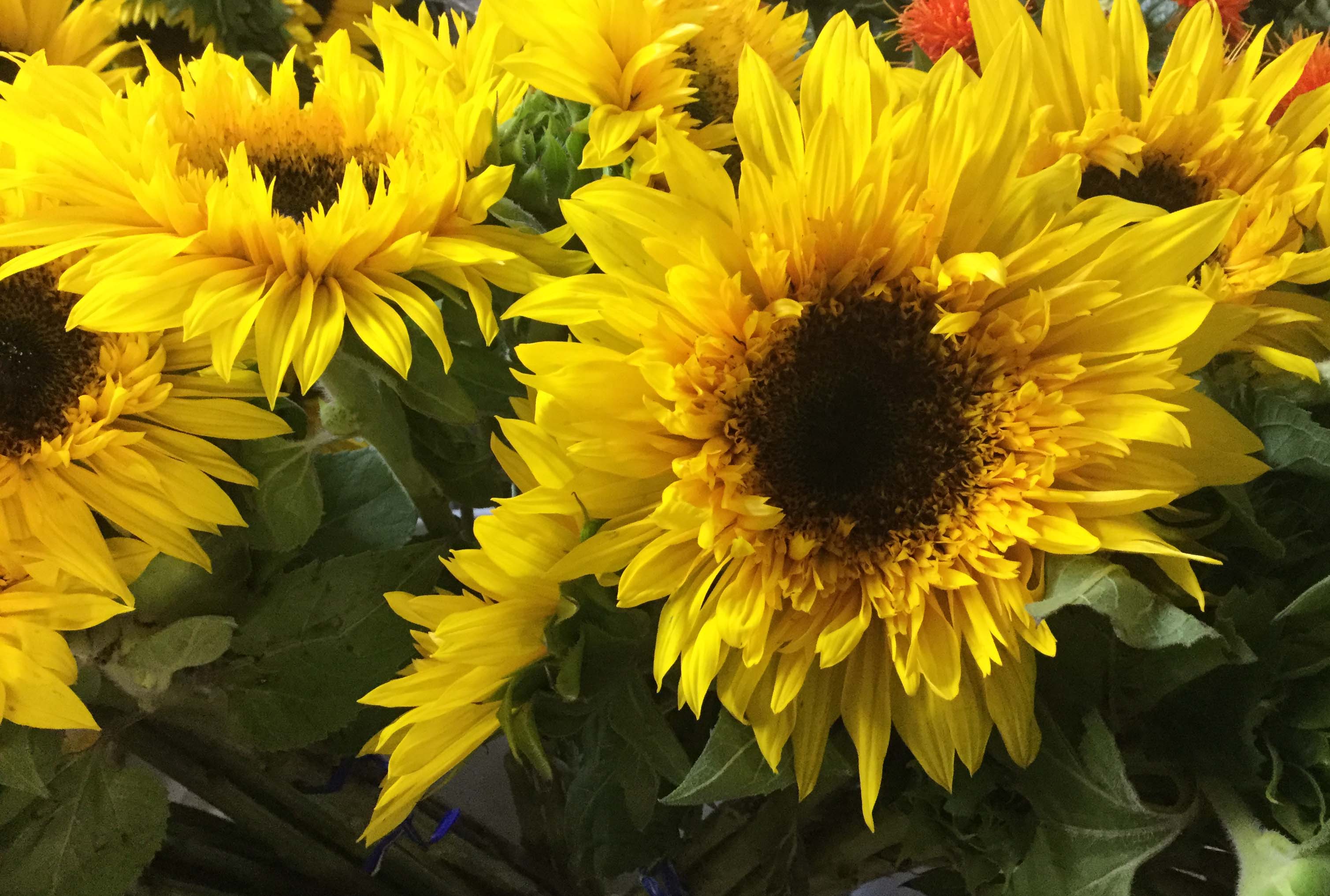 Sunflowers Stevens and Son Wholesale Florist