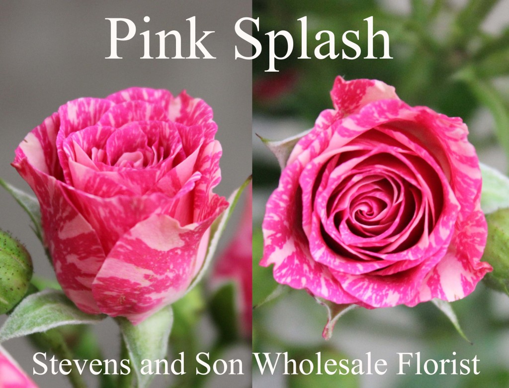 Pink Splash - Photo Credit Allison Linder