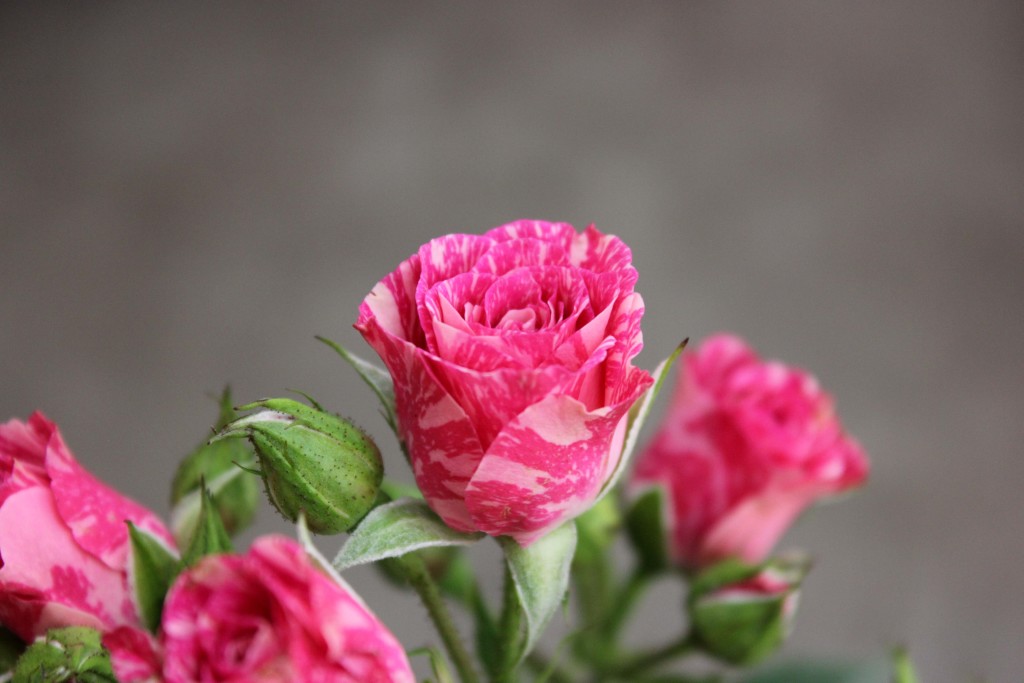 Pink Splash - Side - Photo Credit Allison Linder