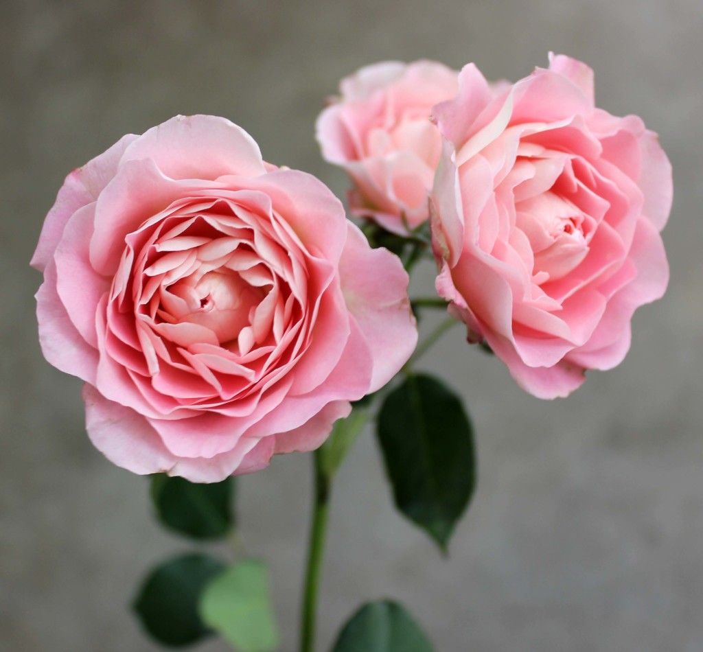Romantica Folies - Aerial - Photo Credit Allison Linder