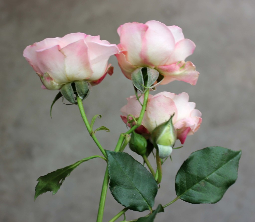 Romantica Folies - Detail - Photo Credit Allison Linder