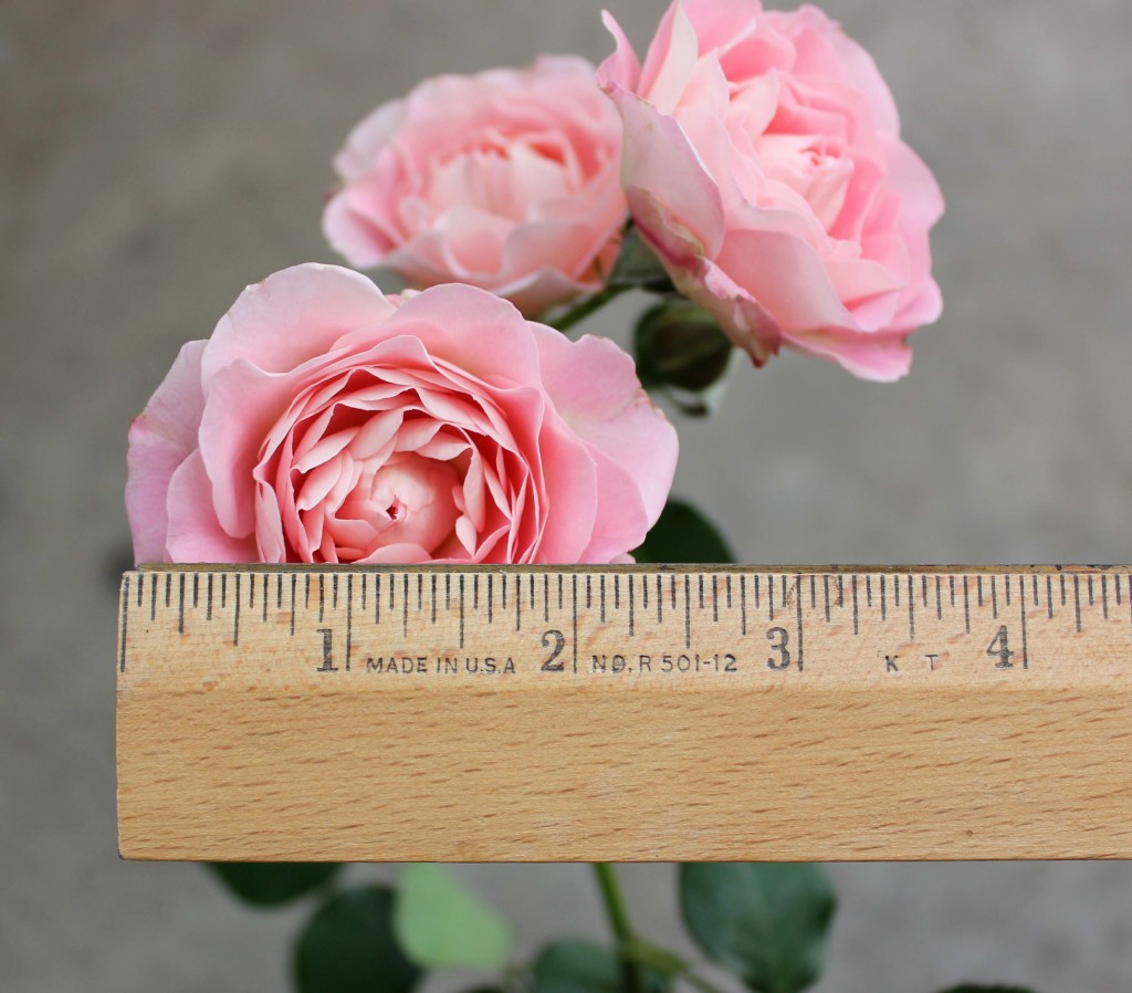 Romantica Folies - Measured - Photo Credit Allison Linder