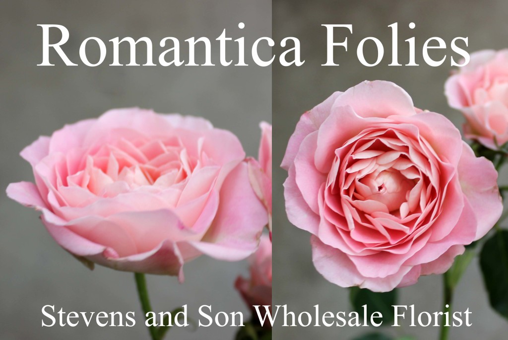 Romantica Folies - Photo Credit Allison Linder