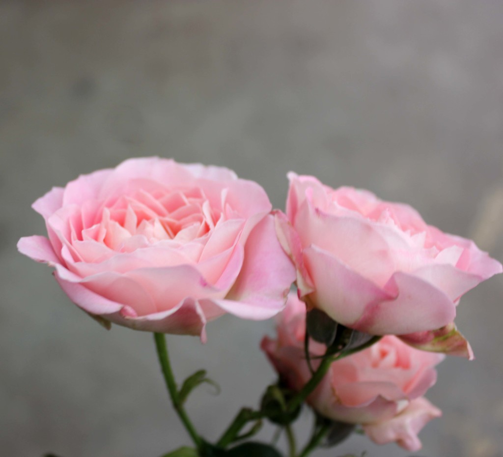 Romantica Folies - Side - Photo Credit Allison Linder