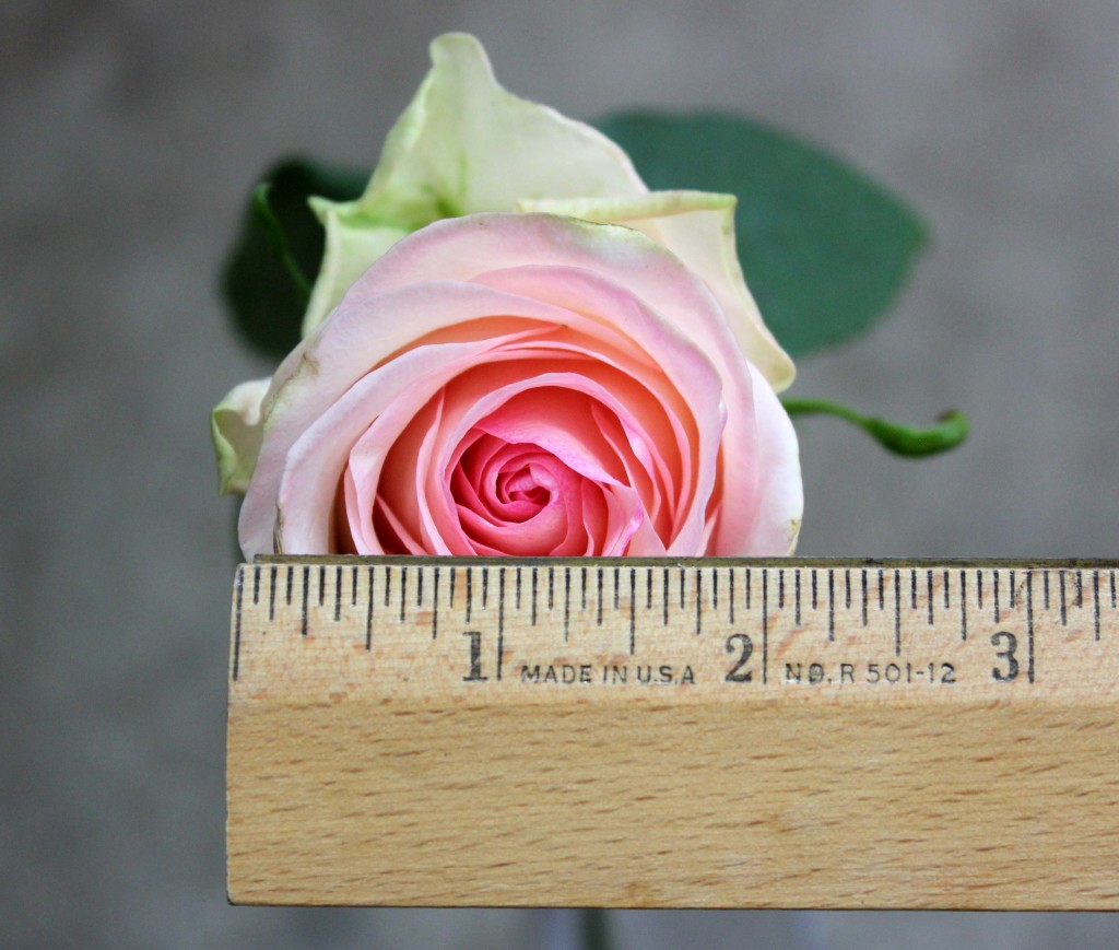 Senorita - Measured - Photo Credit Allison Linder