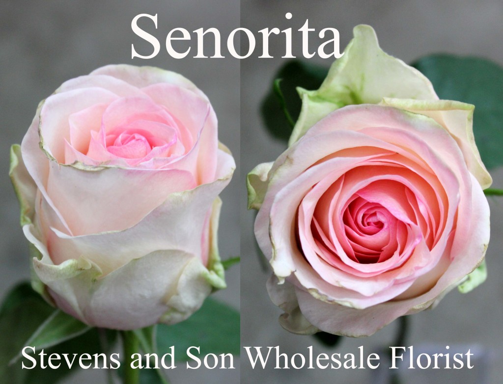 Senorita - Photo Credit Allison Linder